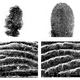 Illustration for article titled Koalas have exactly the same fingerprints as humans